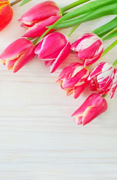 Tulips — Stock Photo, Image