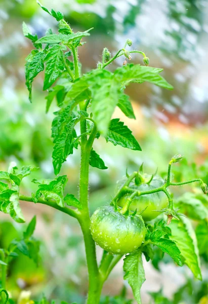 Green tomato — ストック写真