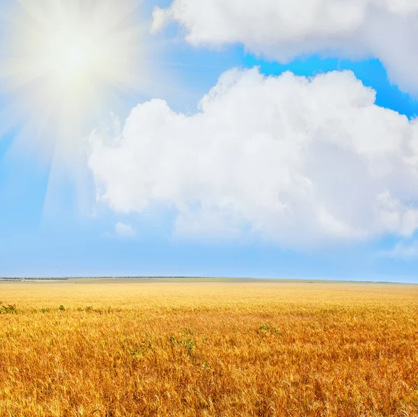 Golden field — Stock Photo, Image