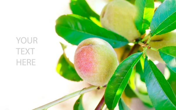 Peach — Stock Photo, Image