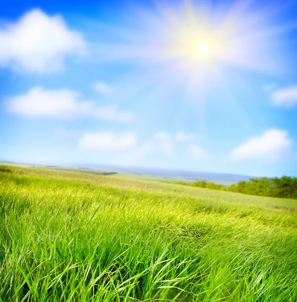 Campo verde bajo cielo azul — Foto de Stock