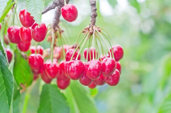 Cherry on tree — Stock Photo, Image