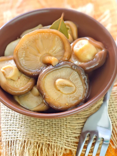 Mushrooms — Stock Photo, Image