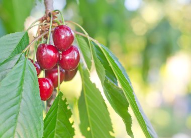 kiraz ağacı