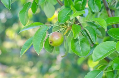 Armut Ağacı üzerinde