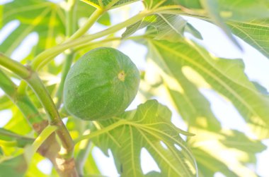 incir ağacı üzerinde