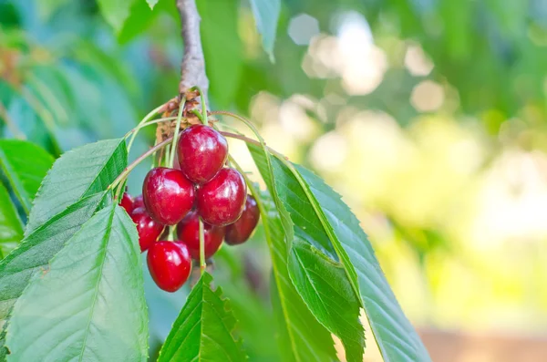 Cherry on tree — Stock Photo, Image
