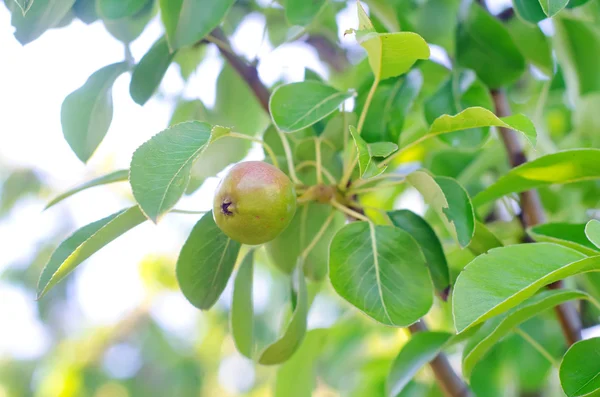 Peer op boom — Stockfoto