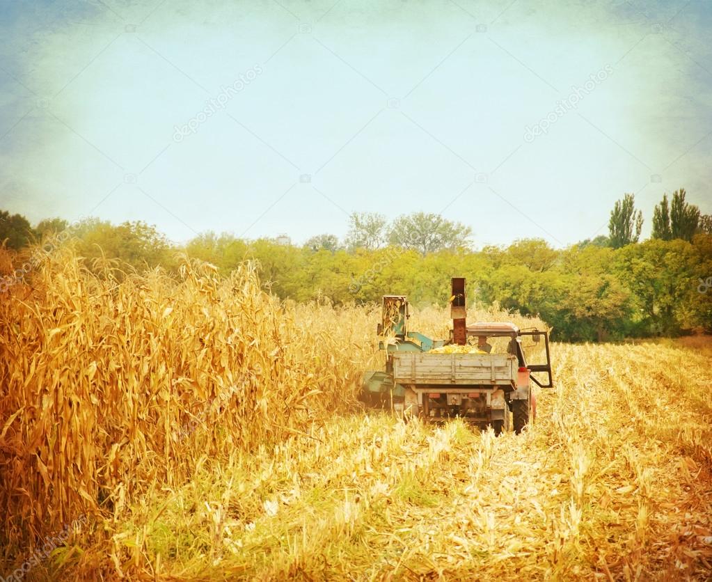 Corn field