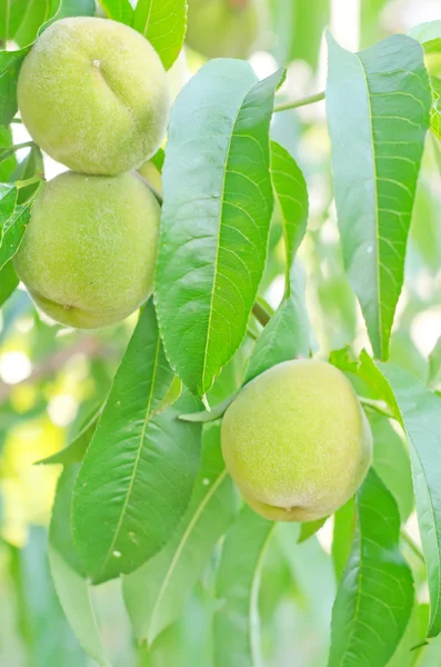 Peach on tree — Stock Photo, Image