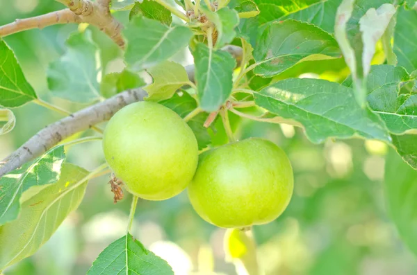 Pommes sur l'arbre — Photo