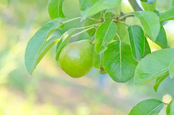 Peer op boom — Stockfoto