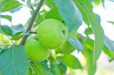 elma ağacı üzerinde