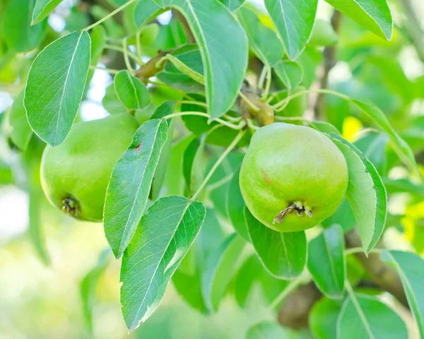 Peer op boom — Stockfoto