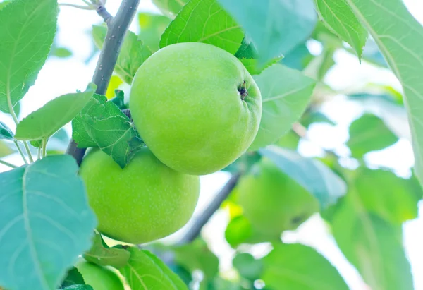 Apples on tree — Stock Photo, Image