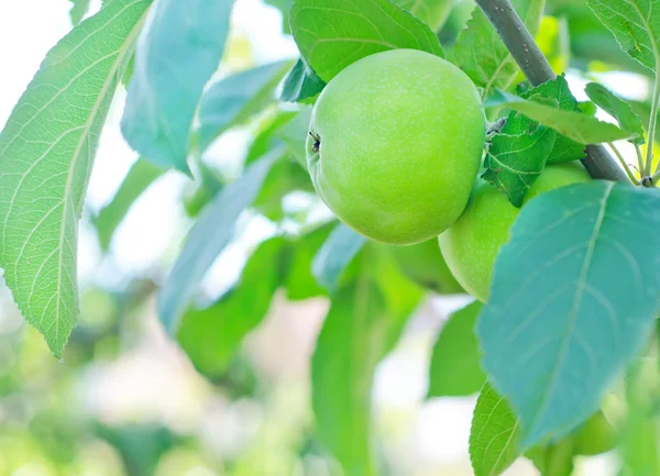 Apples on tree — Stock Photo, Image