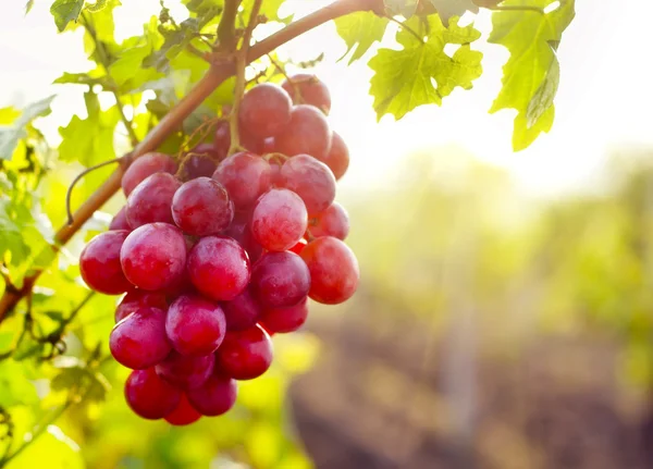 Grape on a vine — Stock Photo, Image