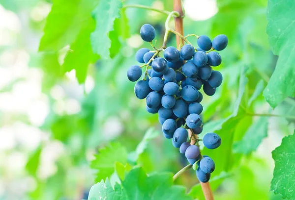 Rypäleet viiniköynnöksessä — kuvapankkivalokuva