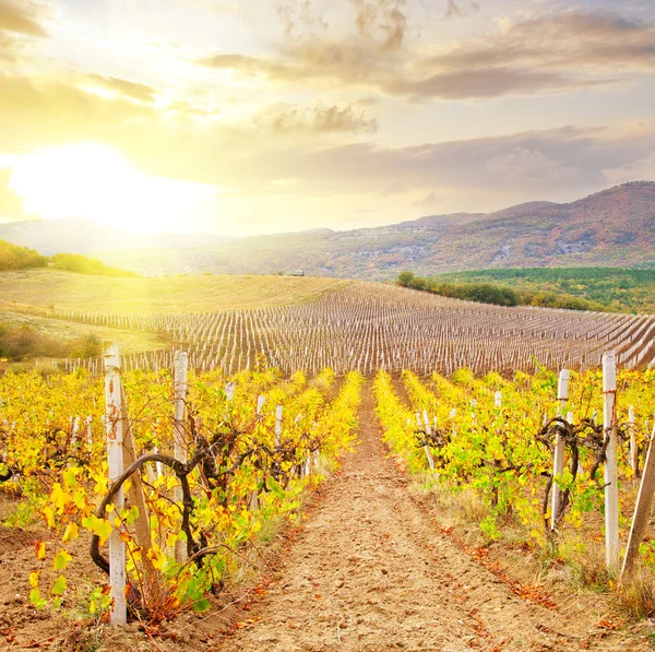 Vineyard in Crimea, mountain in Crimea — Stock Photo, Image