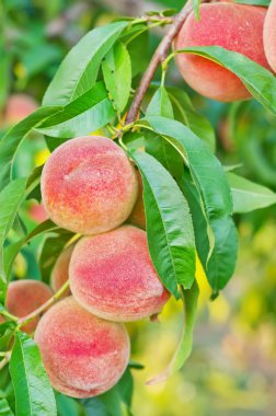 Şeftali ağacı üzerinde