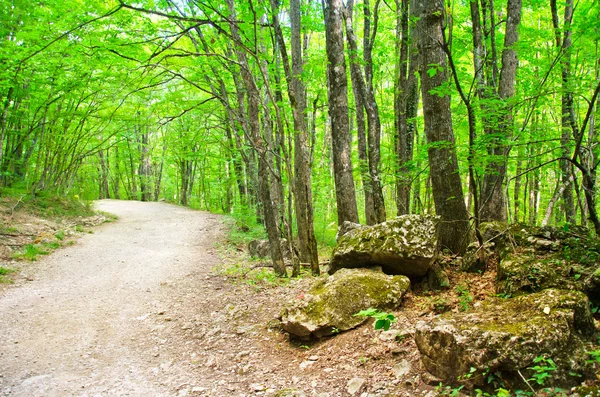 Wald — Stockfoto