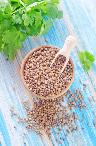 Coriander — Stock Photo, Image