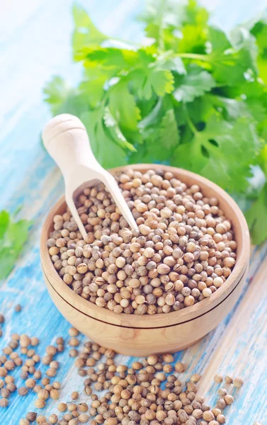 Coriander — Stock Photo, Image