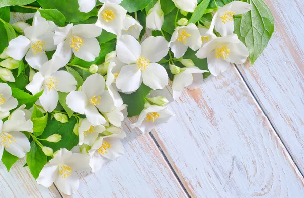 Jasmine spring flowers frame on white background — Stock Photo, Image