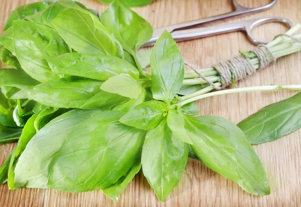 Albahaca fresca — Foto de Stock