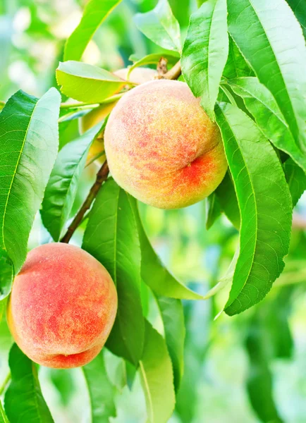 Melocotón en árbol — Foto de Stock