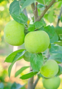 elma ağacı üzerinde