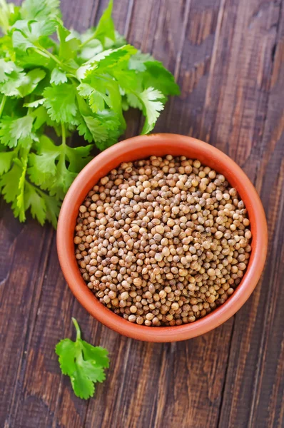 Cilantro en un tazón —  Fotos de Stock