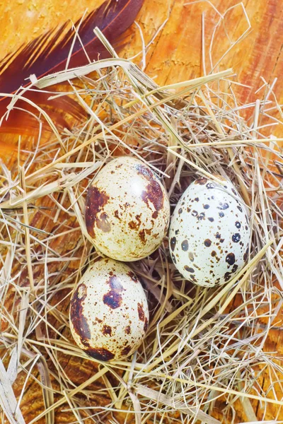 Easter eggs — Stock Photo, Image