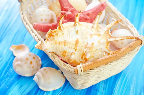 Coquilles dans le panier — Photo