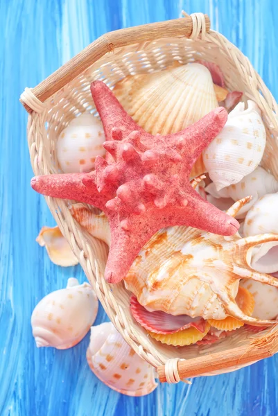 Conchas y estrellas de mar — Foto de Stock