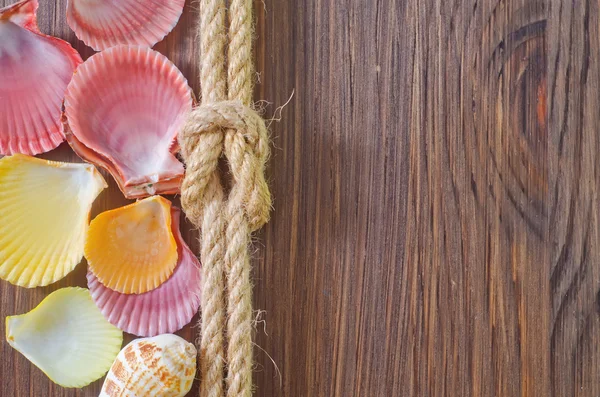 Sea shells and rope — Stock Photo, Image