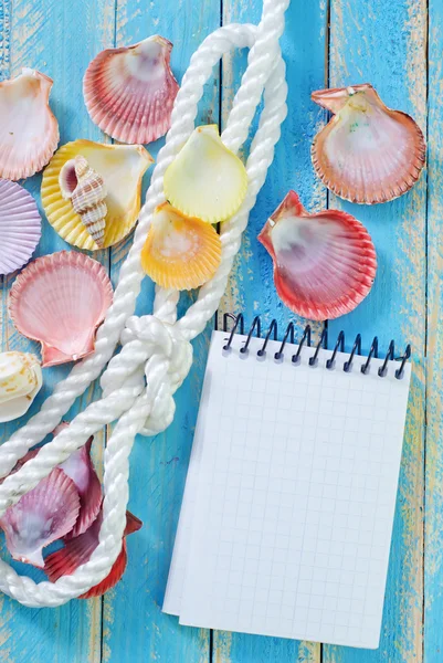 Observera och sea shell — Stockfoto