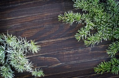 yeşil çam iğneleri