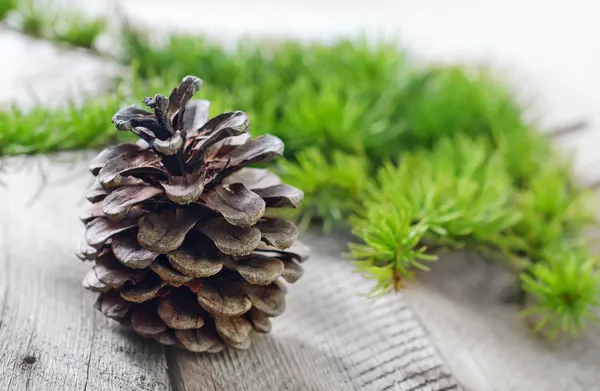 Pinecones op een tafel — Stockfoto