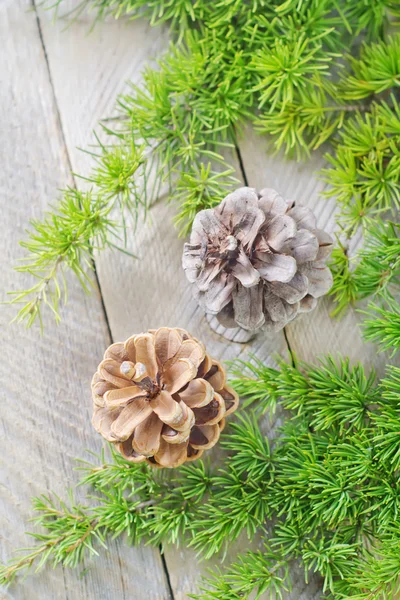 Pinecones — Stockfoto