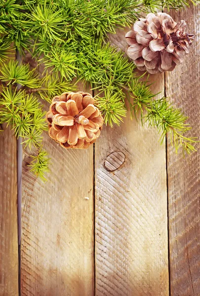 Pinecones — Stockfoto