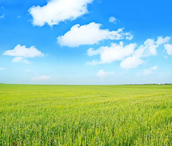 Green field — Stock Photo, Image