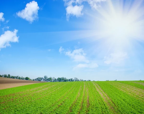 Green field — Stock Photo, Image