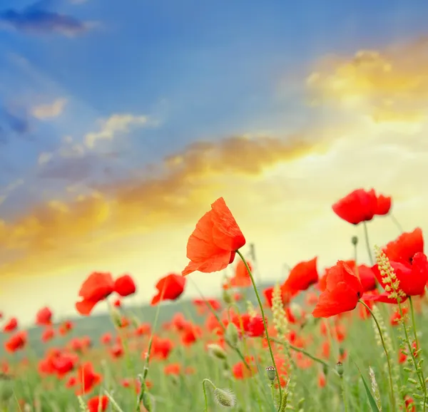 Roter Mohn — Stockfoto