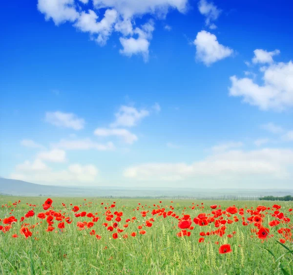 Roter Mohn — Stockfoto