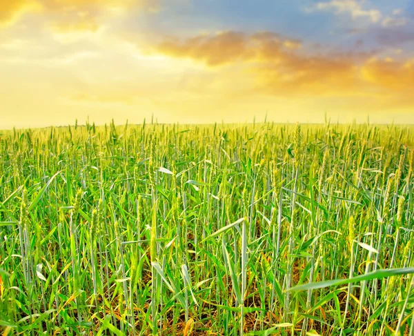 Campo verde — Foto de Stock