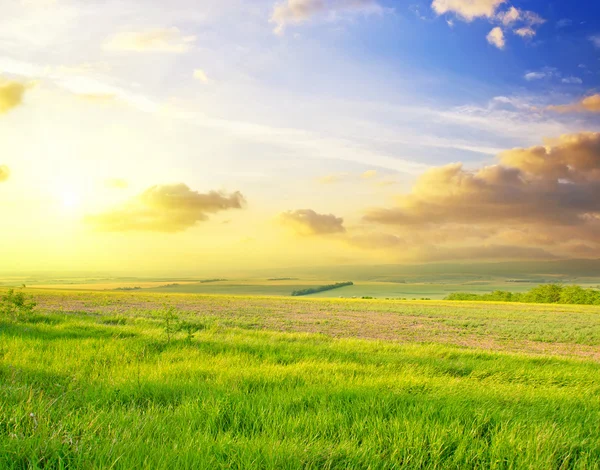 Campo verde — Foto de Stock