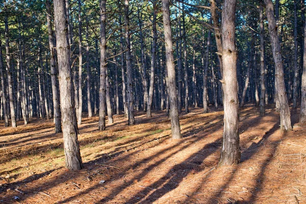 Forest — Stock Photo, Image