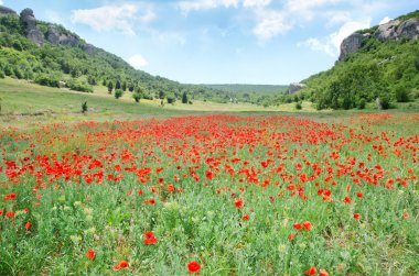 Poppies yeşil alanı