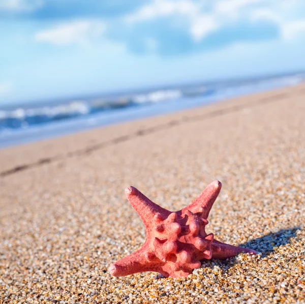 Рыба-звезда на пляже — стоковое фото